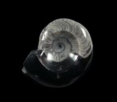 Moroccan Goniatites for sale | Buried Treasure Fossils