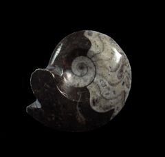 Moroccan ammonites for sale | Buried Treasure Fossils