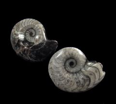 Goniatites | Buried Treasure Fossils