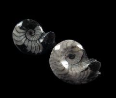 Devonian Goniatites | Buried Treasure Fossils