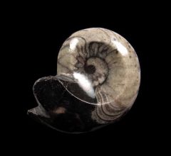 Goniatites, an early Ammonite relative