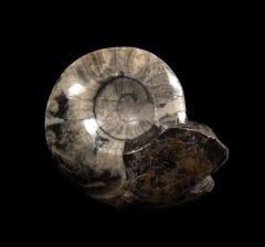 Goniatites, an early Ammonite relative