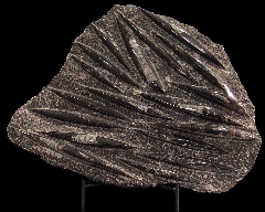 Orthoceras fossils| Buried Treasure Fossils