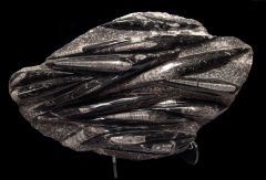 Orthoceras sp.