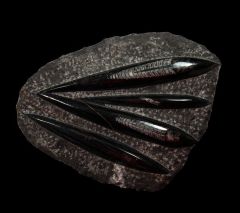 Moroccan Orthoceras for sale | Buried Treasure Fossils