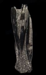 Orthoceras sp.