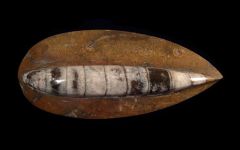 Orthoceras sp.