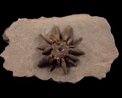 Caenocidaris cucumifera club echinoid for sale | Buried Treasure Fossils