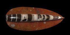 Orthoceras sp.