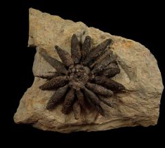 Reoboulicidaris rebouli club echinoid for sale | Buried Treasure Fossils