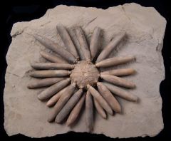 Asterocidaris bistriata 