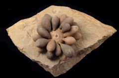Asterocidaris meandrina 