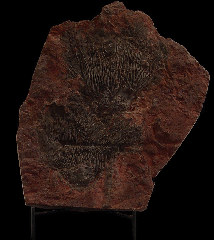 Large Moroccan crinoid for sale | Buried Treasure Fossils