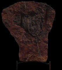 Rare Scyphocrinites crinoid for sale | Buried Treasure Fossils