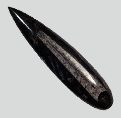 Orthoceras - M2073 | Buried treasure Fossils