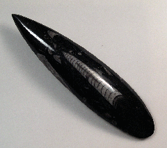 Orthoceras - M2073 | Buried treasure Fossils