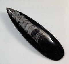 Orthoceras - M2073 | Buried treasure Fossils