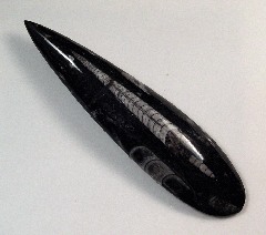 Orthoceras - M2073 | Buried treasure Fossils