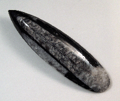 Orthoceras - M2073 | Buried treasure Fossils