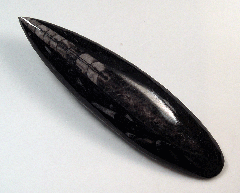 Orthoceras sp.