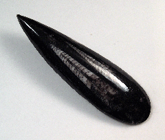 Orthoceras sp.