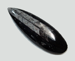 Orthoceras - M2073 | Buried treasure Fossils