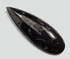 Orthoceras sp.