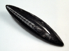 Orthoceras sp.