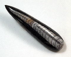 Orthoceras sp.