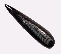 Orthoceras sp.