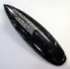 Orthoceras sp.