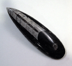 Orthoceras sp.
