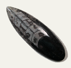 Orthoceras sp.