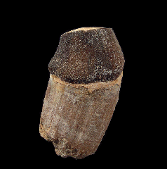 Moroccan Pappocetus tooth for sale | Buried Treasure Fossils