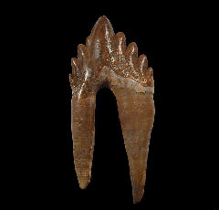 Basilosaurus tooth from Morocco | Buried Treasure Fossils