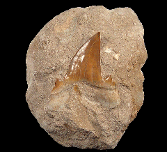 Otodus shark tooth | Buried Treasure Fossils