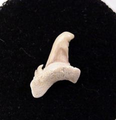 Pathologic Teeth