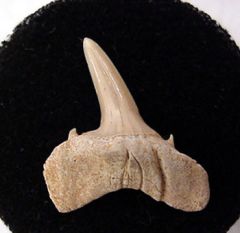 Pathologic Teeth