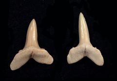 Striatolamia macrota
