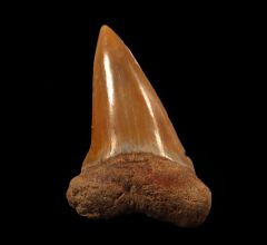 Rare Moroccan Isurus hastalis tooth for sale | Buried Treasure Fossils