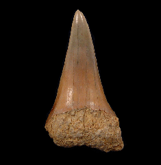 Carcharodon hastalis - Morocco