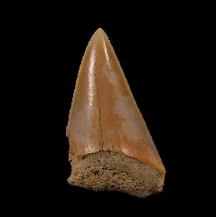 Carcharodon hastalis - Morocco