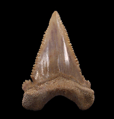 Big Palaeocarcharodon tooth for sale | Buried Treasure Fossils