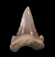 Large top quality Palaeocarcharodon tooth for sale | Buried Treasure Fossils