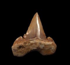 Top quality lateral Palaeocarcharodon tooth for sale | Buried Treasure Fossils