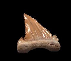 Colorful Paleocarcharodon tooth for sale | Buried Treasure Fossils