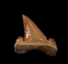Real Moroccan Paleocarcharodon tooth for sale | Buried Treasure Fossils