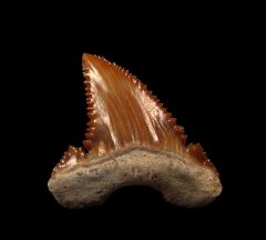 Paleocarcharodon shark tooth | Buried Treasure Fossils