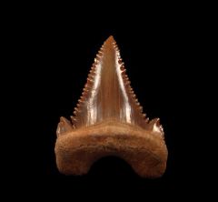 Real Paleocarcharodon tooth for sale | Buried Treasure Fossils