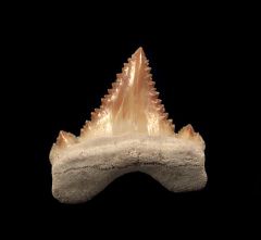 Cheap Moroccan Palaeocarcharodon tooth for sale | Buried Treasure Fossils